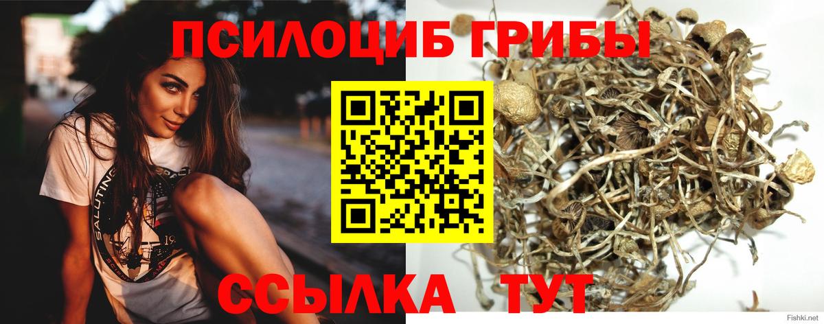 Псилоцибиновые грибы GOLDEN TEACHER Кольчугино